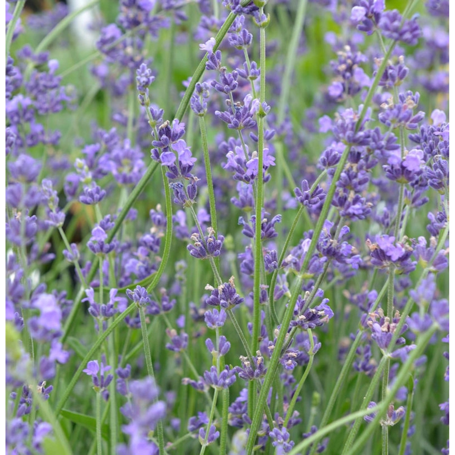 Echter Lavendel Peter Pan - Lavandula angustifolia günstig online kaufen