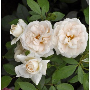 Nahaufnahme der Lions Rose als Hochstamm, ca. 80-100cm hoch, mit cremefarbenen Blüten und grünen Blättern.