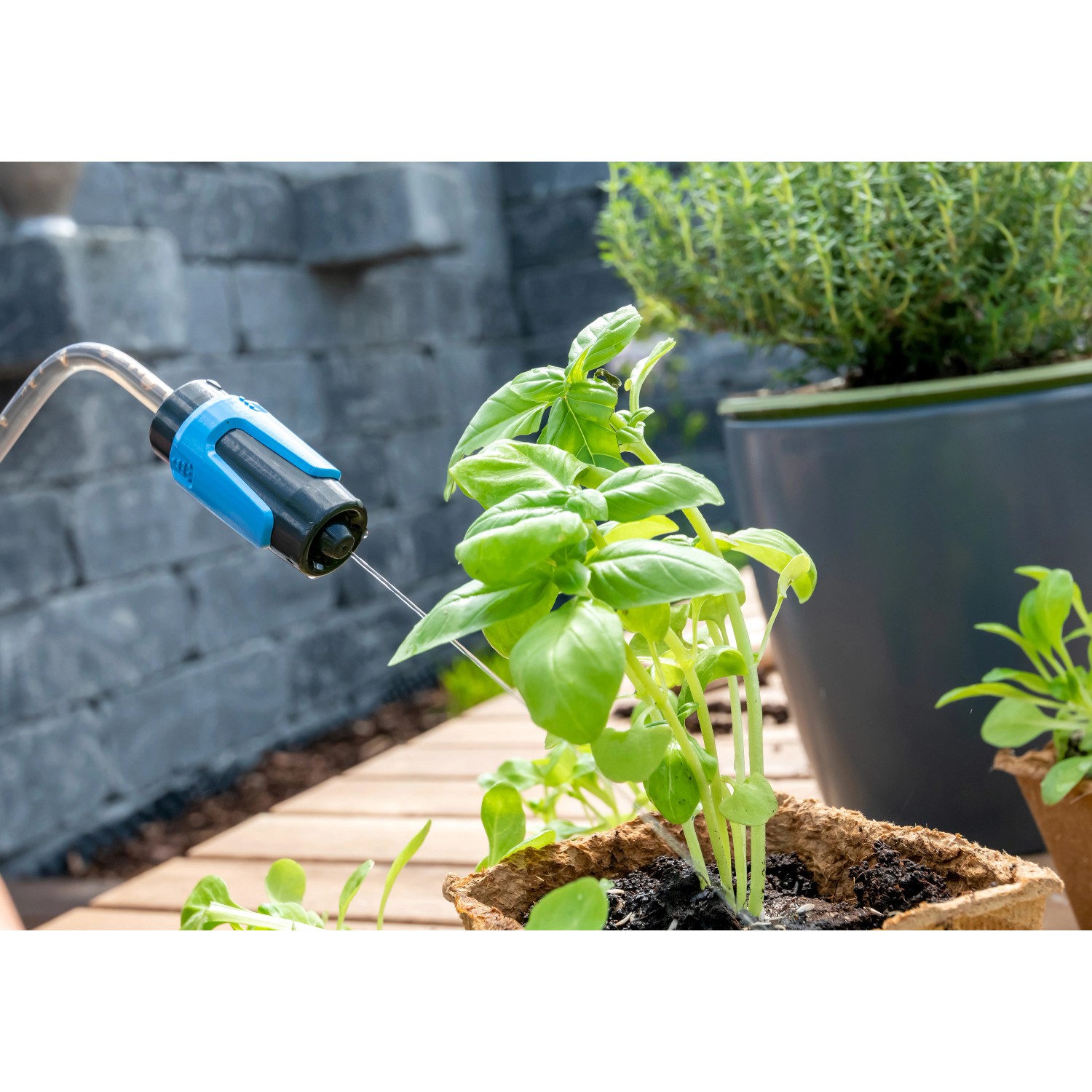 Gloria Sprühgießer prima 60 beim Bewässern einer Basilikumpflanze.