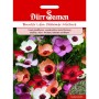 Dürr Samen Bunter Lein Charmer Mix Blumensamen. Packung mit bunten Leinblüten in Weiß, Orange, Lila, Rot.