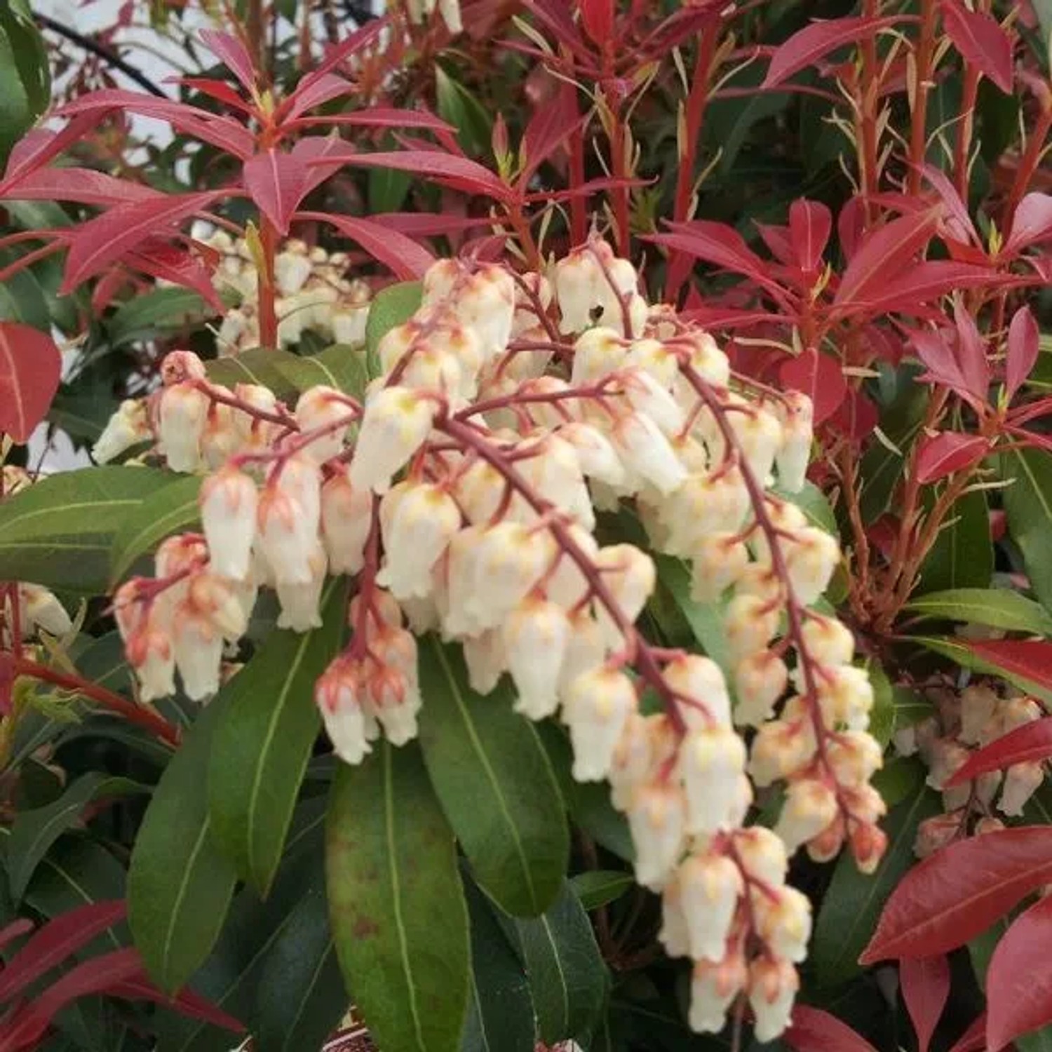 Schattenglöckchen 'Mountain Fire' Pieris japonica 20 bis 30 cm im Container Kompakt