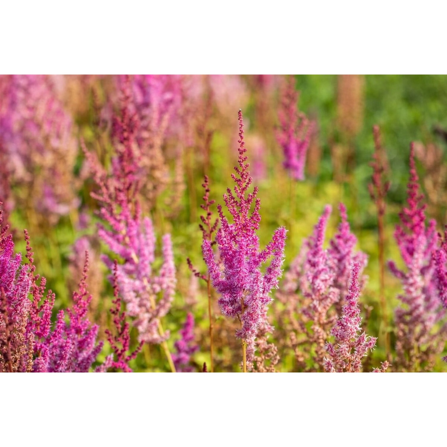Astilbe Chinensis Var.taquetii Purpurlanze Prachtspiere Ca. 9x9 cm Topf günstig online kaufen