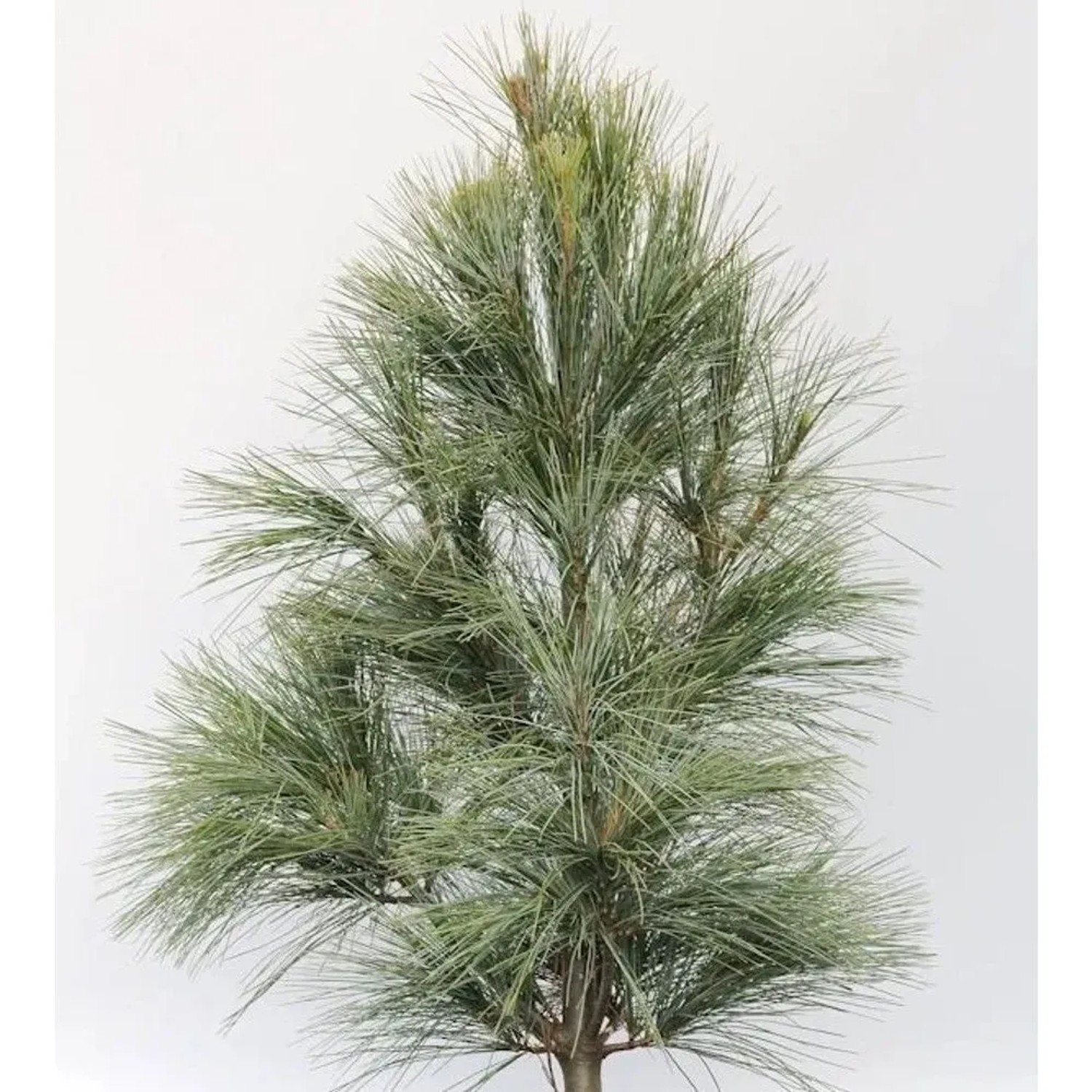 Silberkiefer 20-25cm - Pinus sylvestris