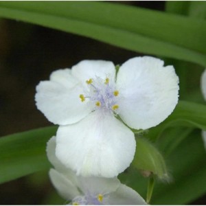 Nahaufnahme einer weißen Dreimasterblume (Tradescantia andersoniana) im Garten.