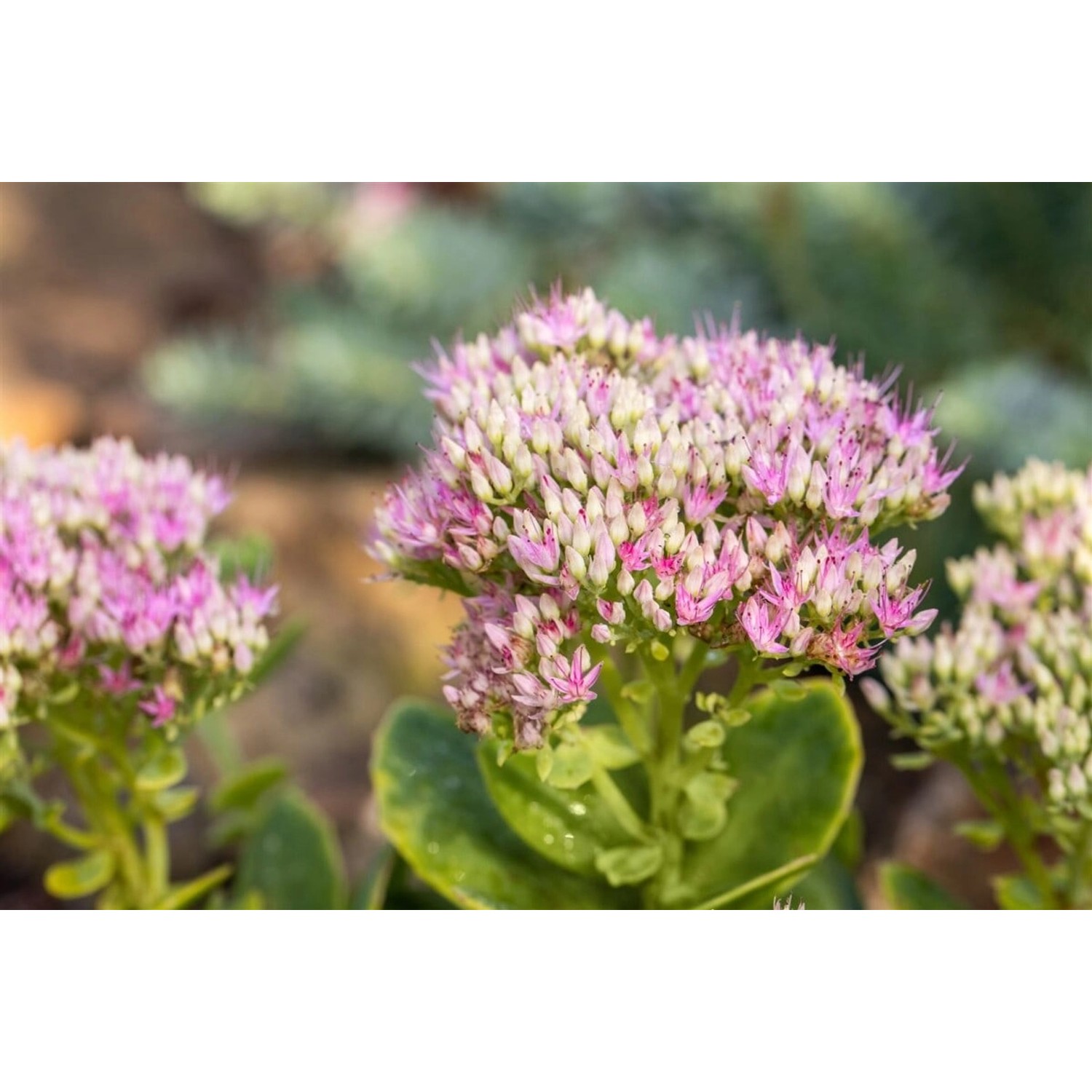 Sedum Spectabile Carmen Prächtige Fetthenne Ca. 11x11 cm Topf günstig online kaufen