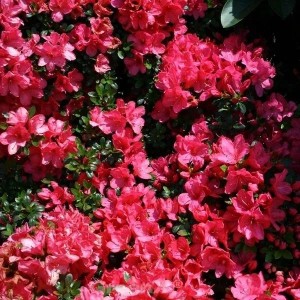 Japanische Azalee Anne Frank 15-20cm - Rhododendron obtusum - Zwerg Alpenrose