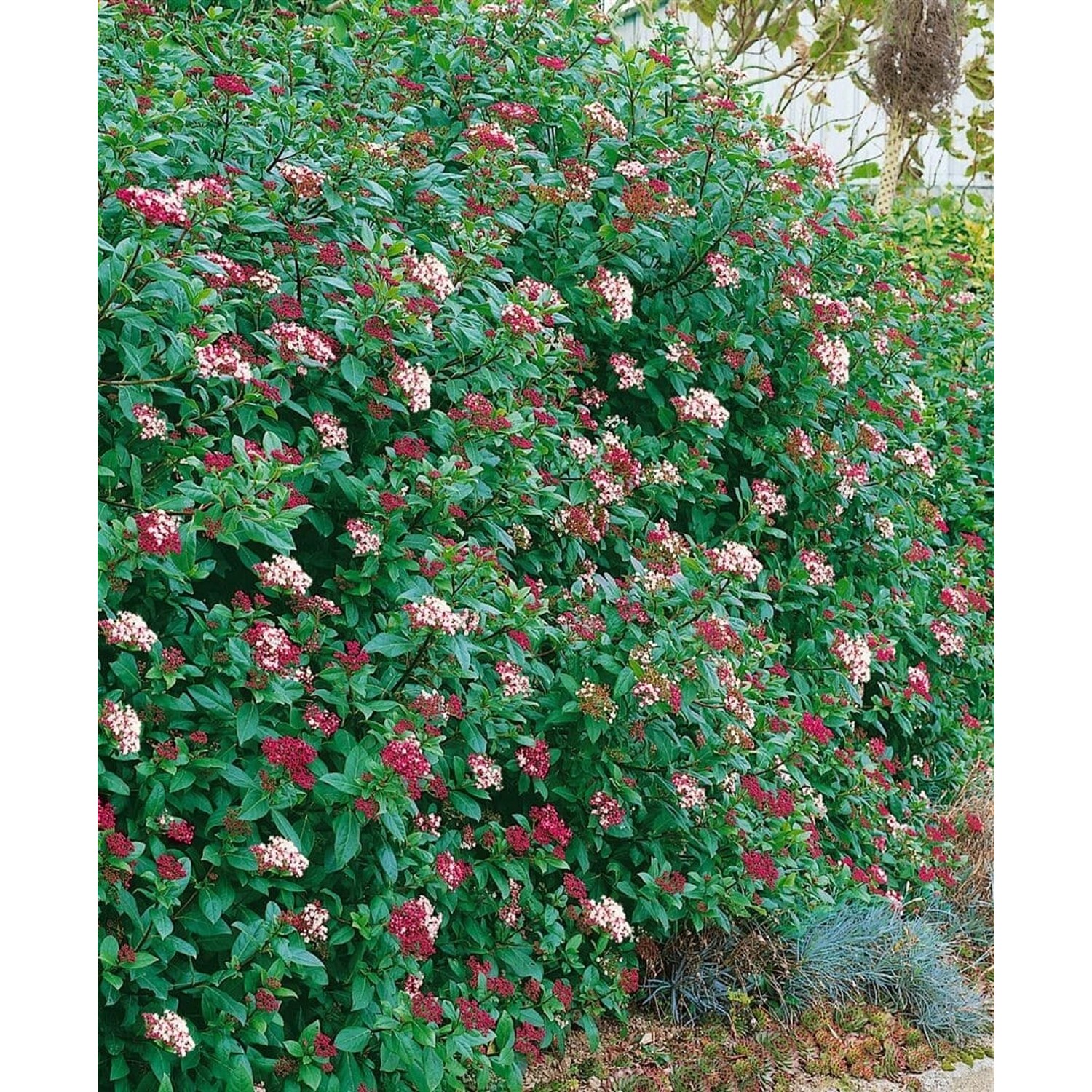 Viburnum Tinus Gwenllian Lorbeer-Schneeball Weiß-Rosa 30–40 cm günstig online kaufen