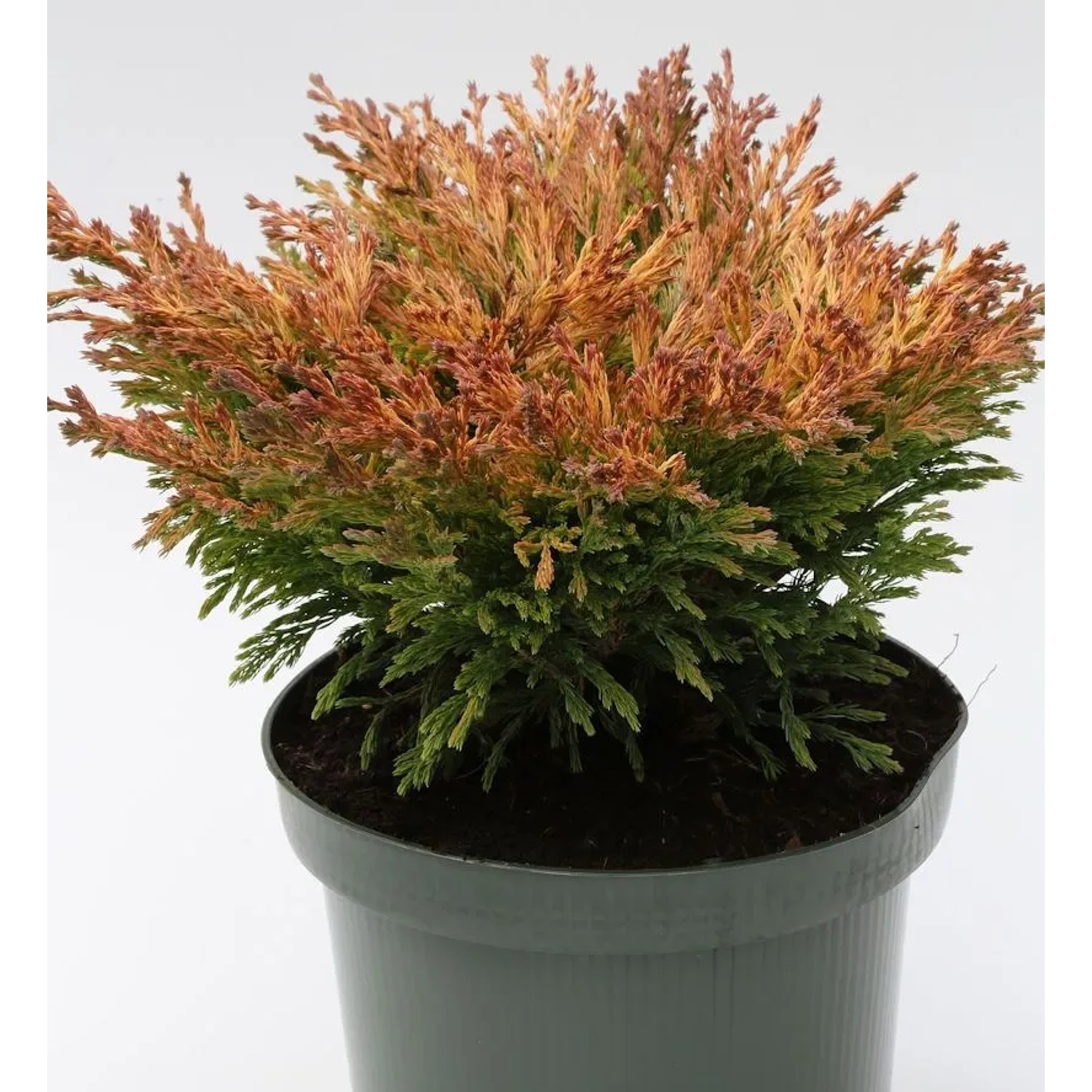 Teppich Wacholder Limeglow 15-20cm - Juniperus horizontalis