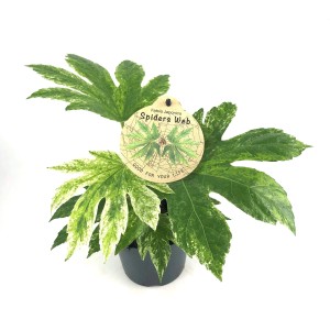 GROW by OBI Zimmeraralie "Spidersweb" Topf-Ø ca. 12 cm Fatsia japonica