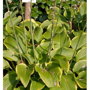 Funkie Abba Dabba Do - Hosta cultorum