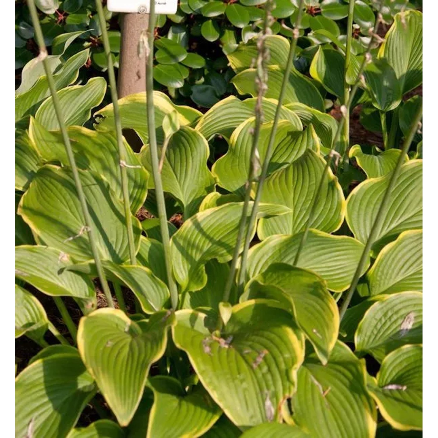 Funkie Abba Dabba Do - Hosta cultorum