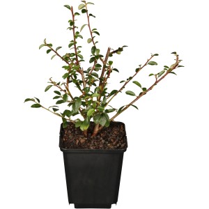 Teppich-Zwergmispel 'Streibs Findling' im 9 cm Topf, immergrüner Bodendecker.