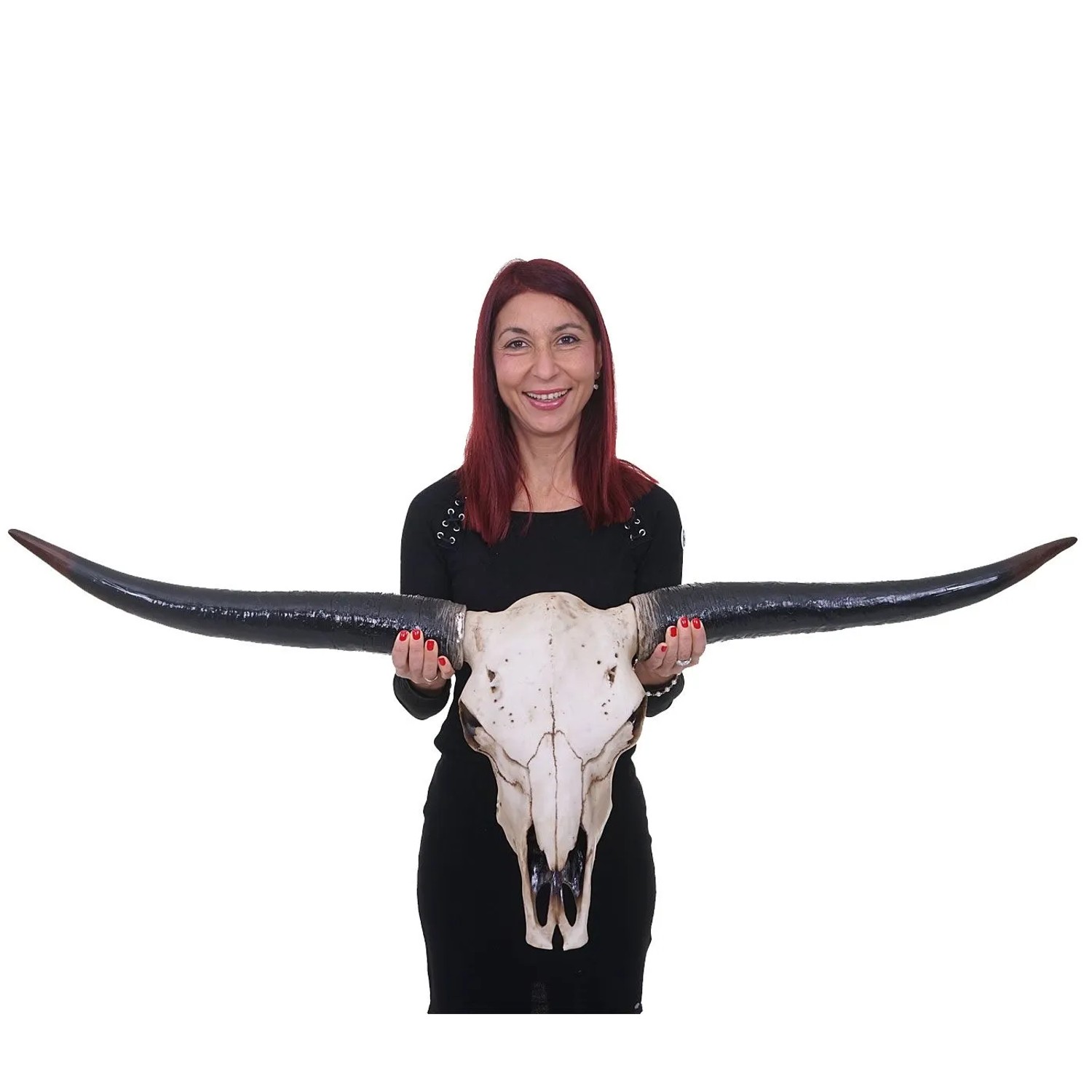 MCW Deko Schädel 132cm A14 Stier Naturfarben_2