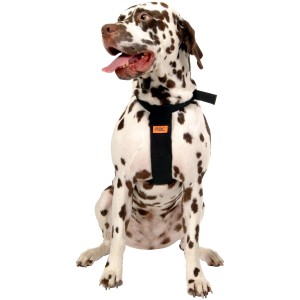 Dalmatiner mit schwarzem Heim RAC Sicherheitsgurt (Größe L) für Hunde.