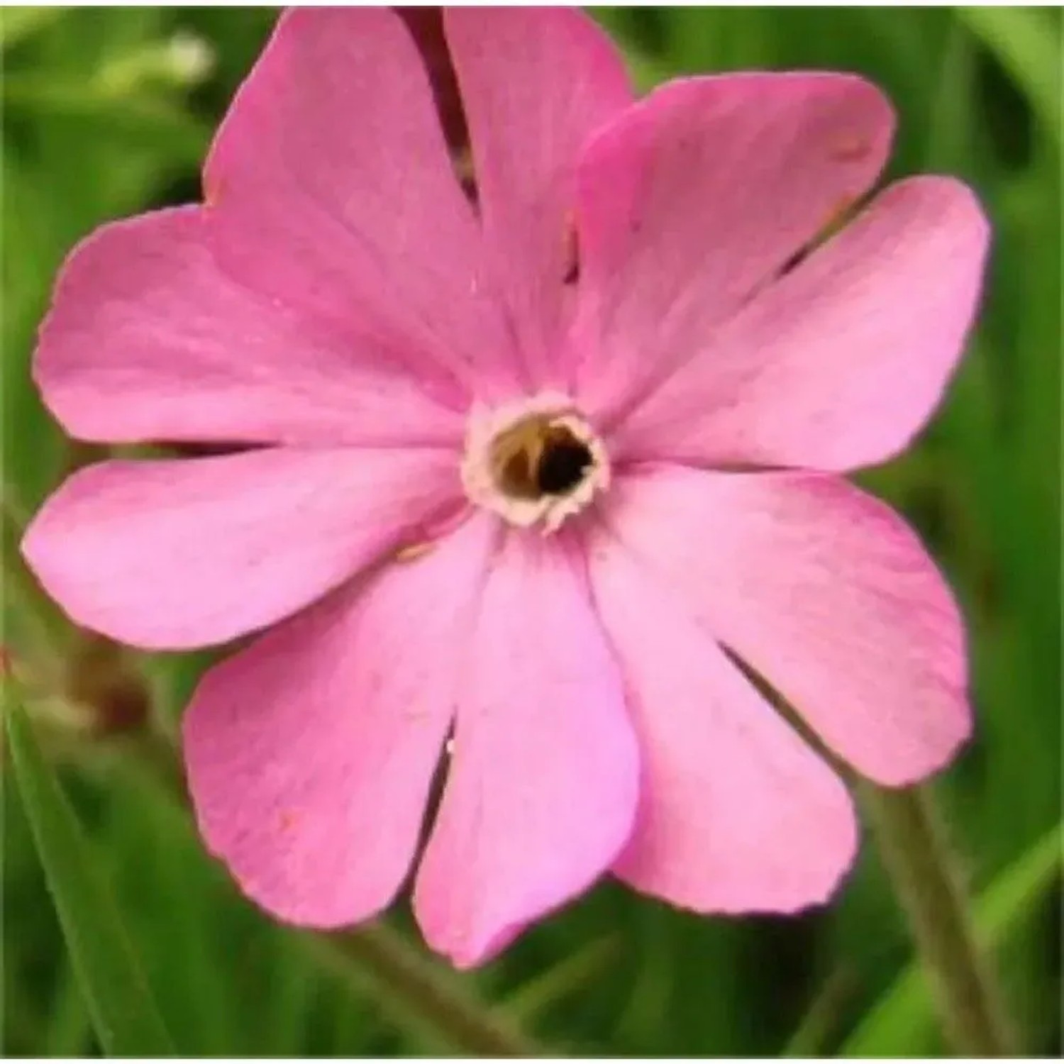 Rote Lichtnelke - Silene dioica