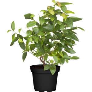 GROW by OBI Heidelbeere Brigitta im 3L Topf, ca. 40-50cm hoch, mit grünen Blättern.
