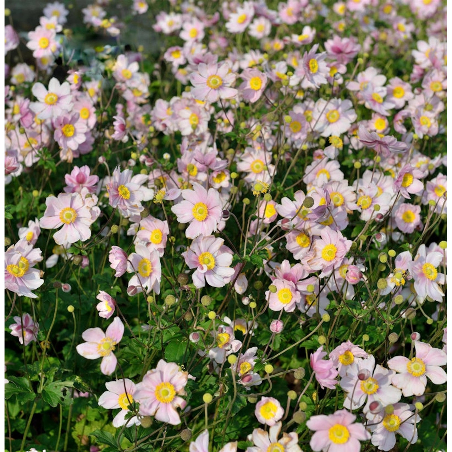 Albadura Anemone - Anemone tomentosa