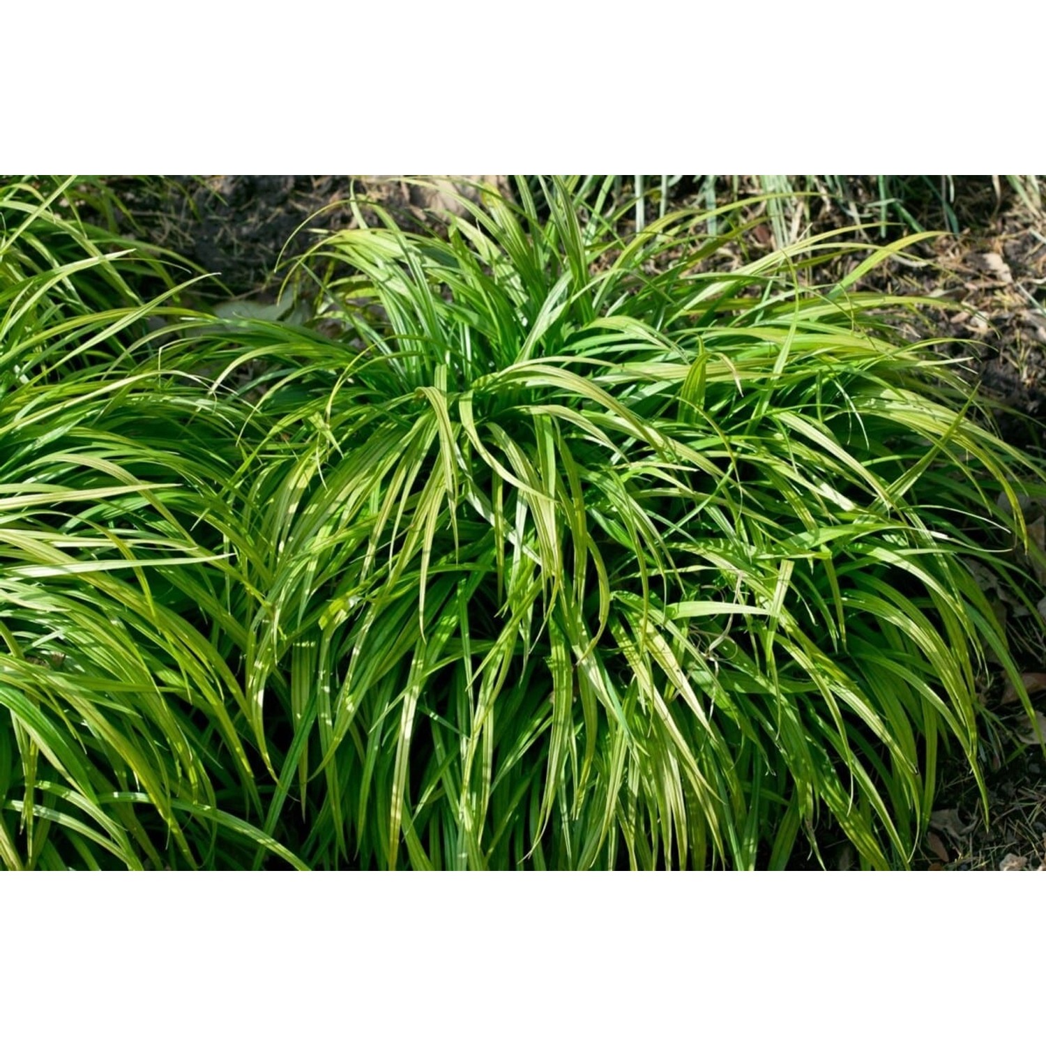 Reineckea Carnea Rosa, buschiger Bodendecker mit grünen Blättern im 9x9 cm Topf.