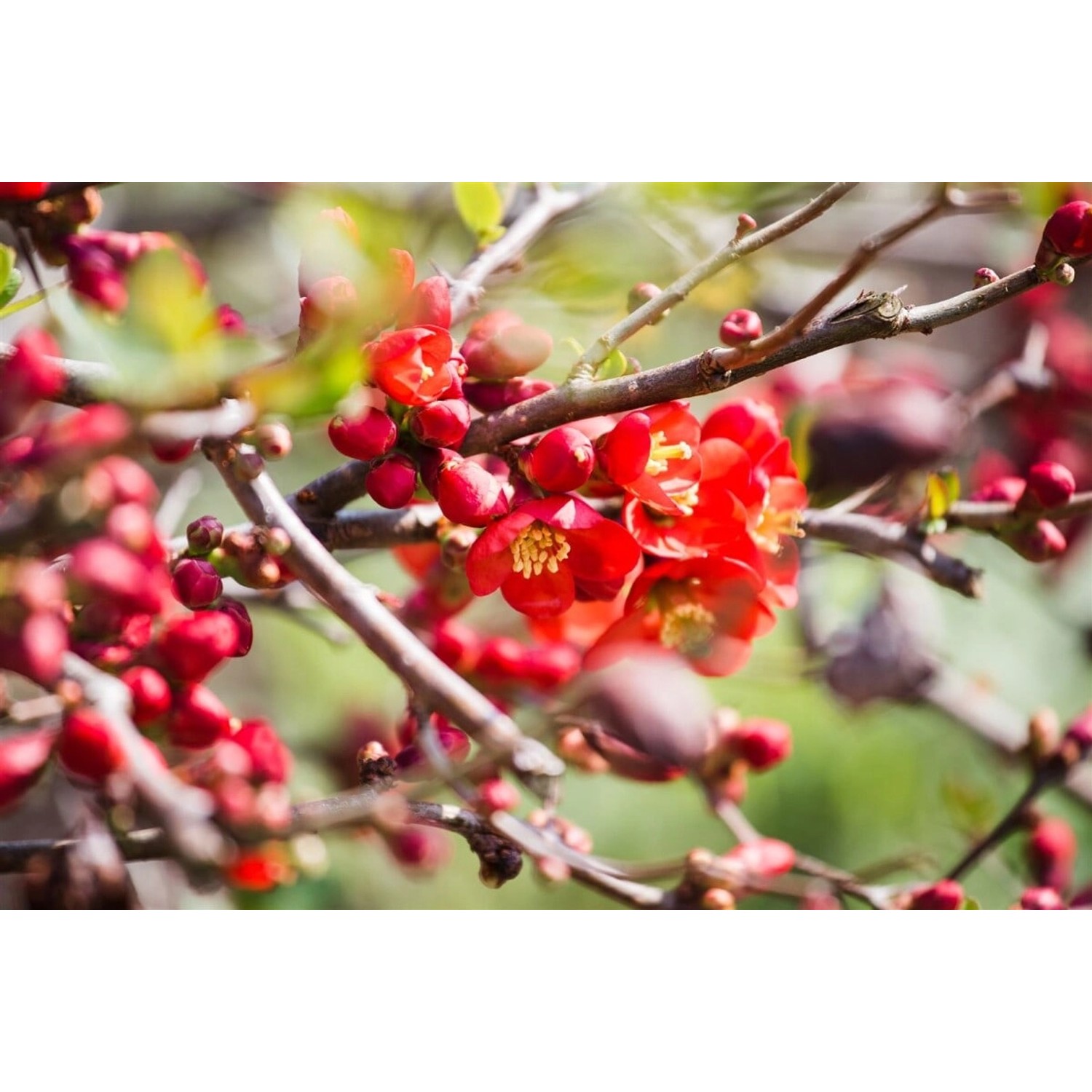 Chaenomeles Japonica Cido Zierquitte Orange Blüten 80–100 Cm günstig online kaufen