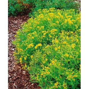 Buschiges Johanniskraut 'Gemo' mit leuchtend gelben Blüten im Beet.