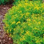 Buschiges Johanniskraut 'Gemo' mit leuchtend gelben Blüten im Beet.
