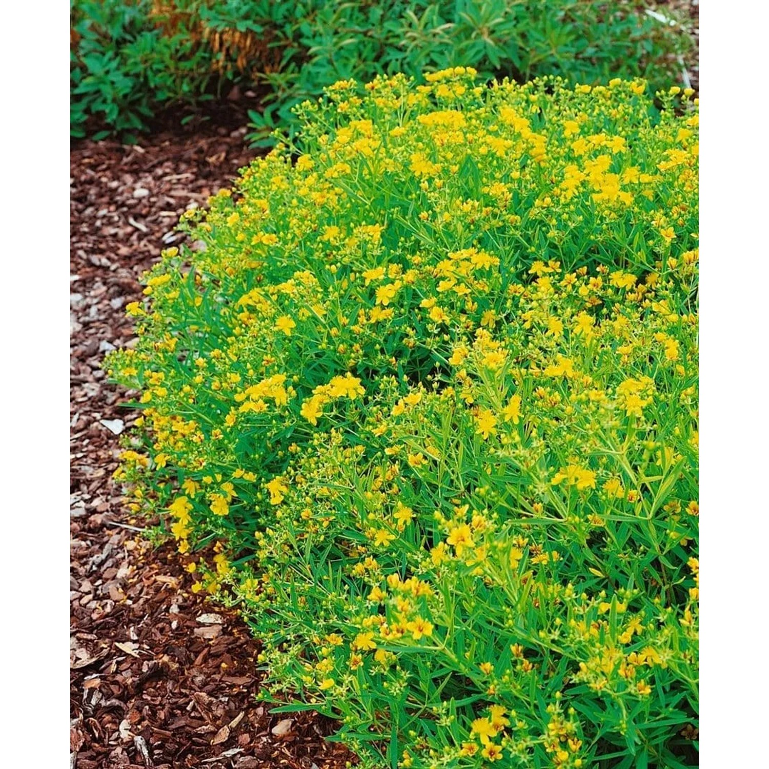 Buschiges Johanniskraut 'Gemo' mit leuchtend gelben Blüten im Beet.