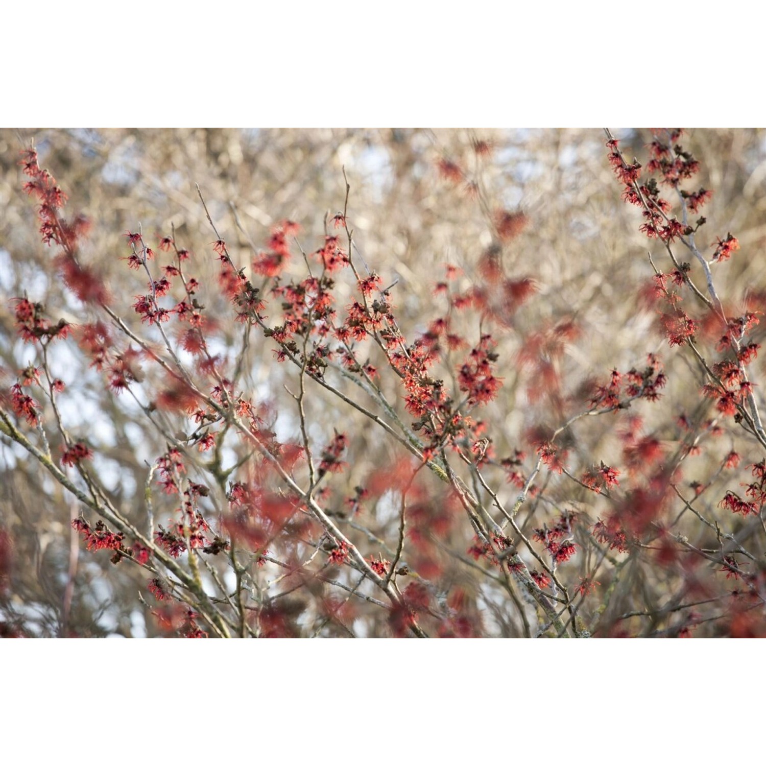 Hamamelis Intermedia Diane Zaubernuss Rot 40–60 cm günstig online kaufen