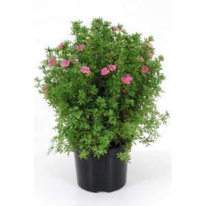 Rosa Fingerstrauch 'Lovely Pink' im Topf, ca. 30 cm hoch. Kompakter Zierstrauch mit rosa Blüten.