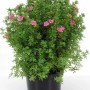 Rosa Fingerstrauch 'Lovely Pink' im Topf, ca. 30 cm hoch. Kompakter Zierstrauch mit rosa Blüten.