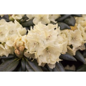 Nahaufnahme des gelben Rhododendron Hybr. Goldbukett mit Blüten und Knospen.