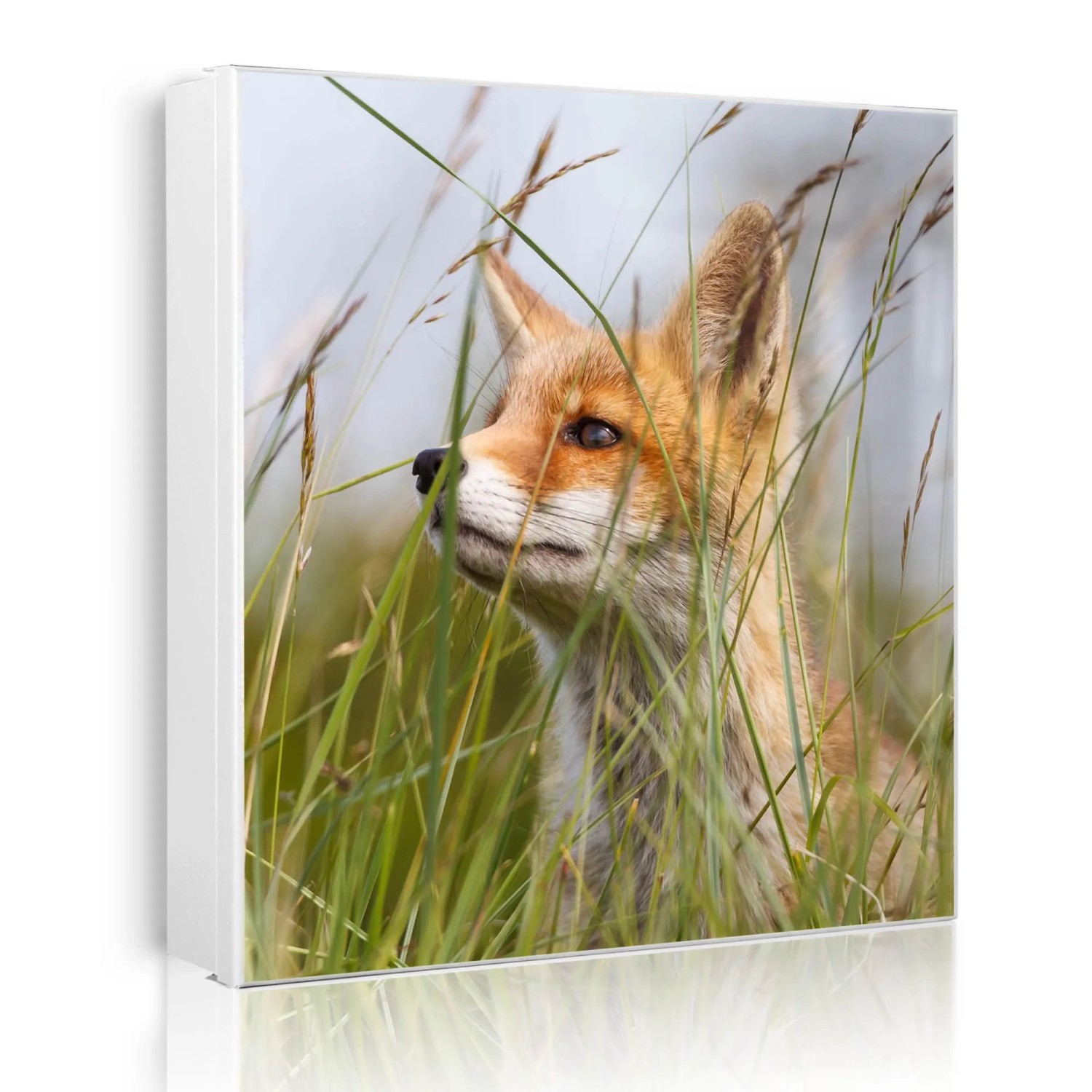 Banjado Großer Schlüsselkasten Metall 30x30cm Weiß Scharnier Links 50 Haken Beschreibbar Magnetisch Motiv Fuchs