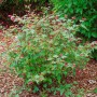 Neillia Affinis Zierstrauch mit rosa Blüten, 60–80 cm hoch.