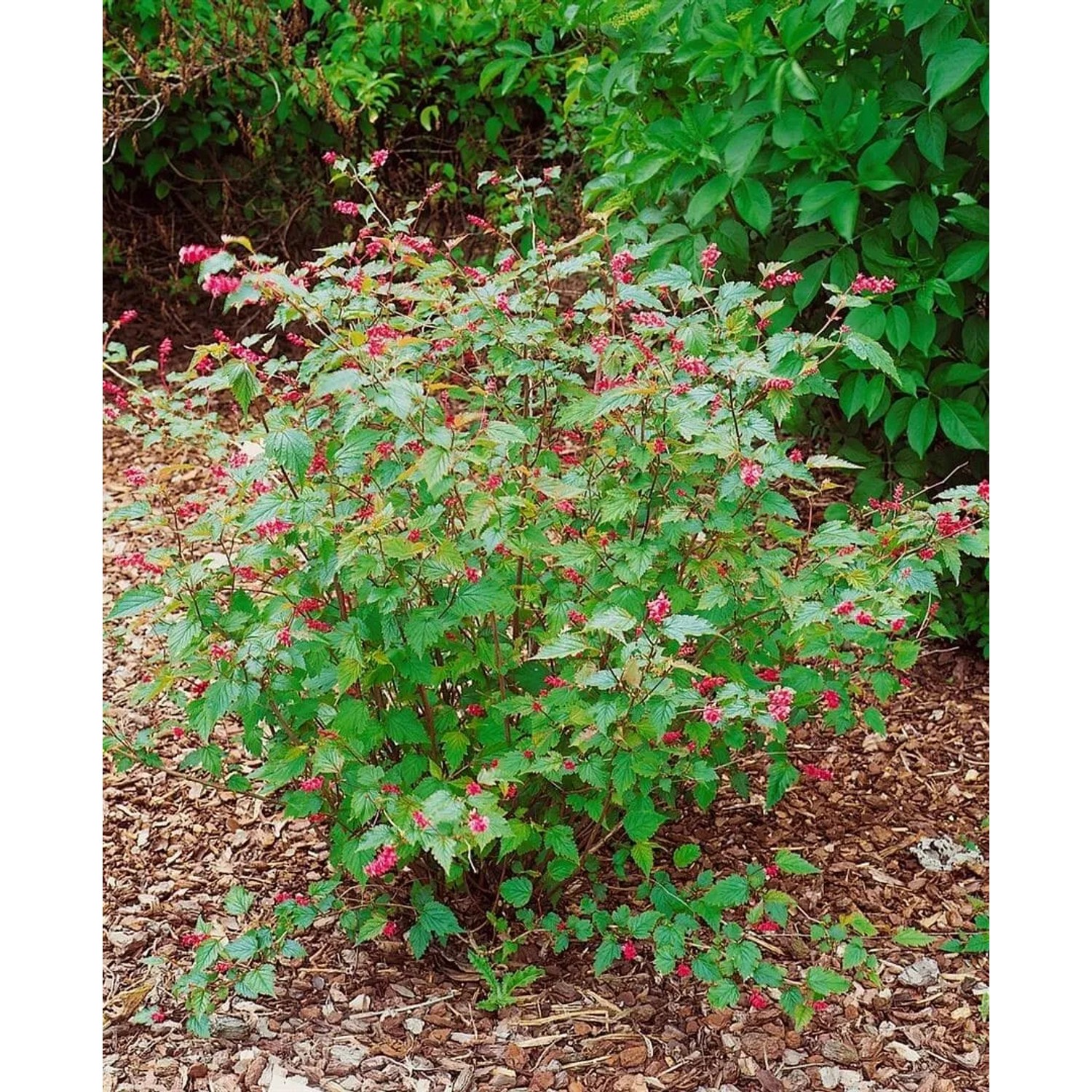 Neillia Affinis Zierstrauch mit rosa Blüten, 60–80 cm hoch.