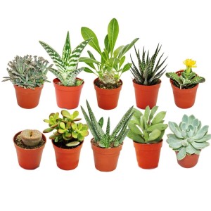 Set aus 10 verschiedenen Sukkulenten im 5,5cm Topf, Exotenherz Sukkulenten-Mix.