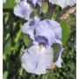 Schwertlilie Blue Sapphire - Iris barbata_2