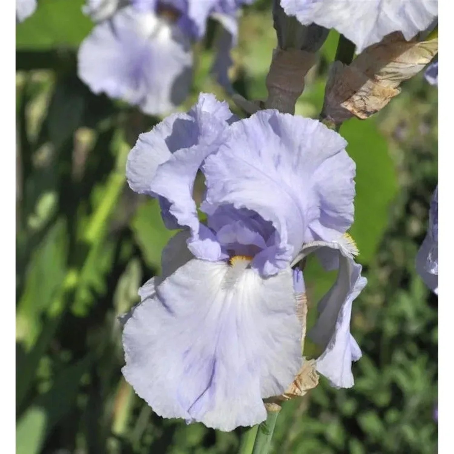Schwertlilie Blue Sapphire - Iris barbata_2
