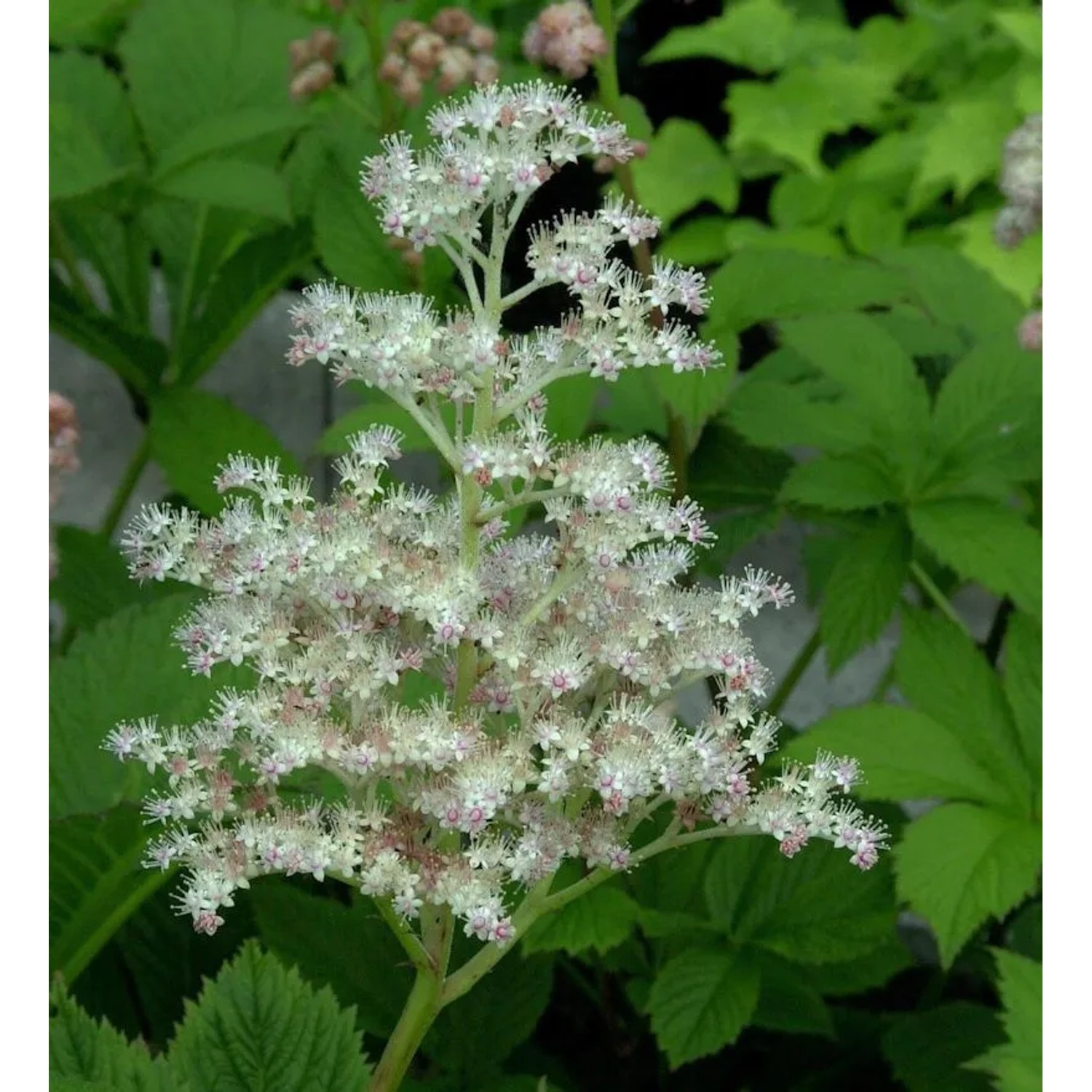 Rodgersie Die Anmutige - Rodgersia