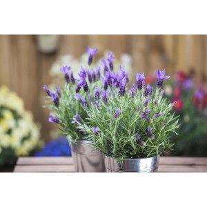 Lavendel 'Dark Anouk' im 10 cm Topf. Dekorative Blühpflanze mit violetten Blüten.
