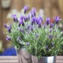 Lavendel 'Dark Anouk' im 10 cm Topf. Dekorative Blühpflanze mit violetten Blüten.