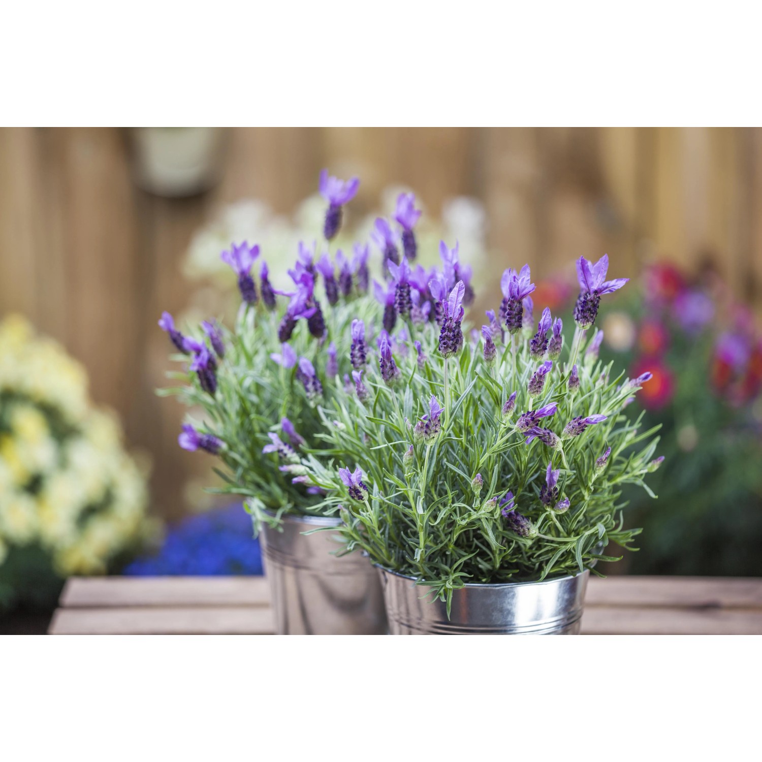 Lavendel 'Dark Anouk' im 10 cm Topf. Dekorative Blühpflanze mit violetten Blüten.