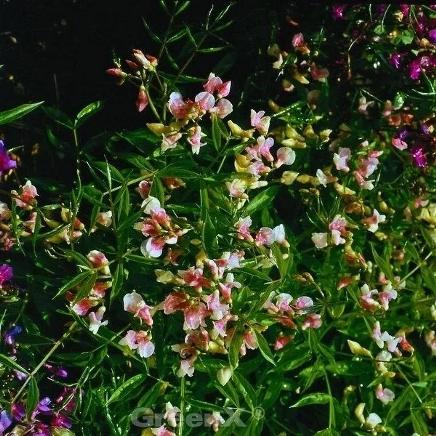 Wald Wicke Roseus - Lathyrus vernus günstig online kaufen