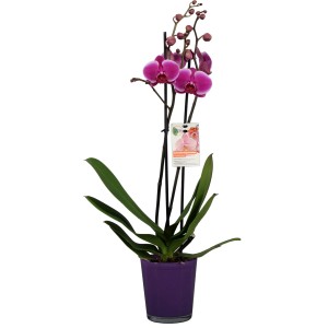 Rosa Schmetterlingsorchidee (Phalaenopsis) im violetten Topf, ca. 60-70 cm hoch.