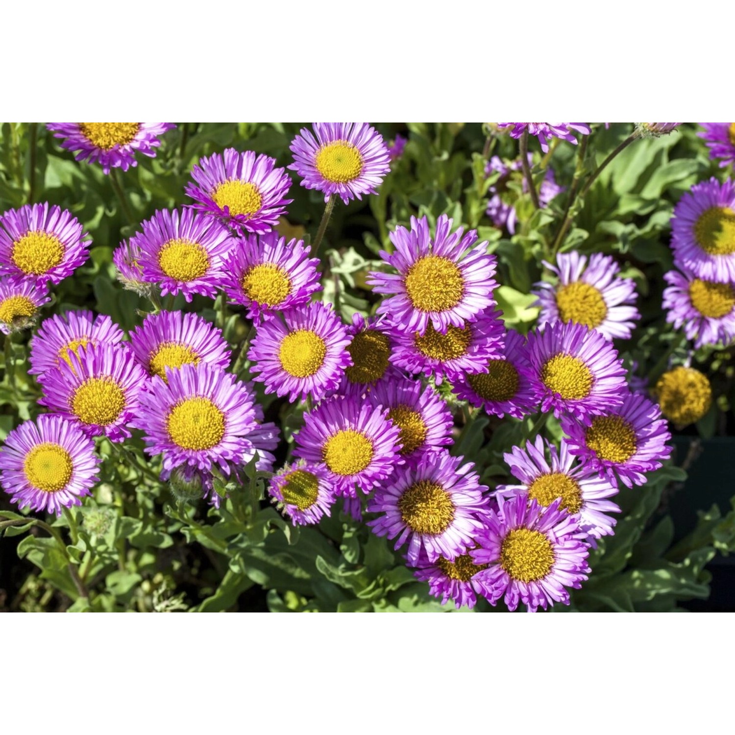 Erigeron Glaucus Sea Breeze R Strand Berufkraut Ca. 11x11 cm Topf günstig online kaufen