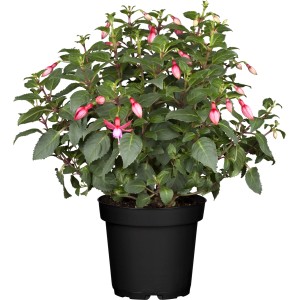 Fuchsie Busch im Topf mit pink-lila Blüten und grünen Blättern.