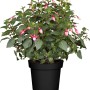 Fuchsie Busch im Topf mit pink-lila Blüten und grünen Blättern.