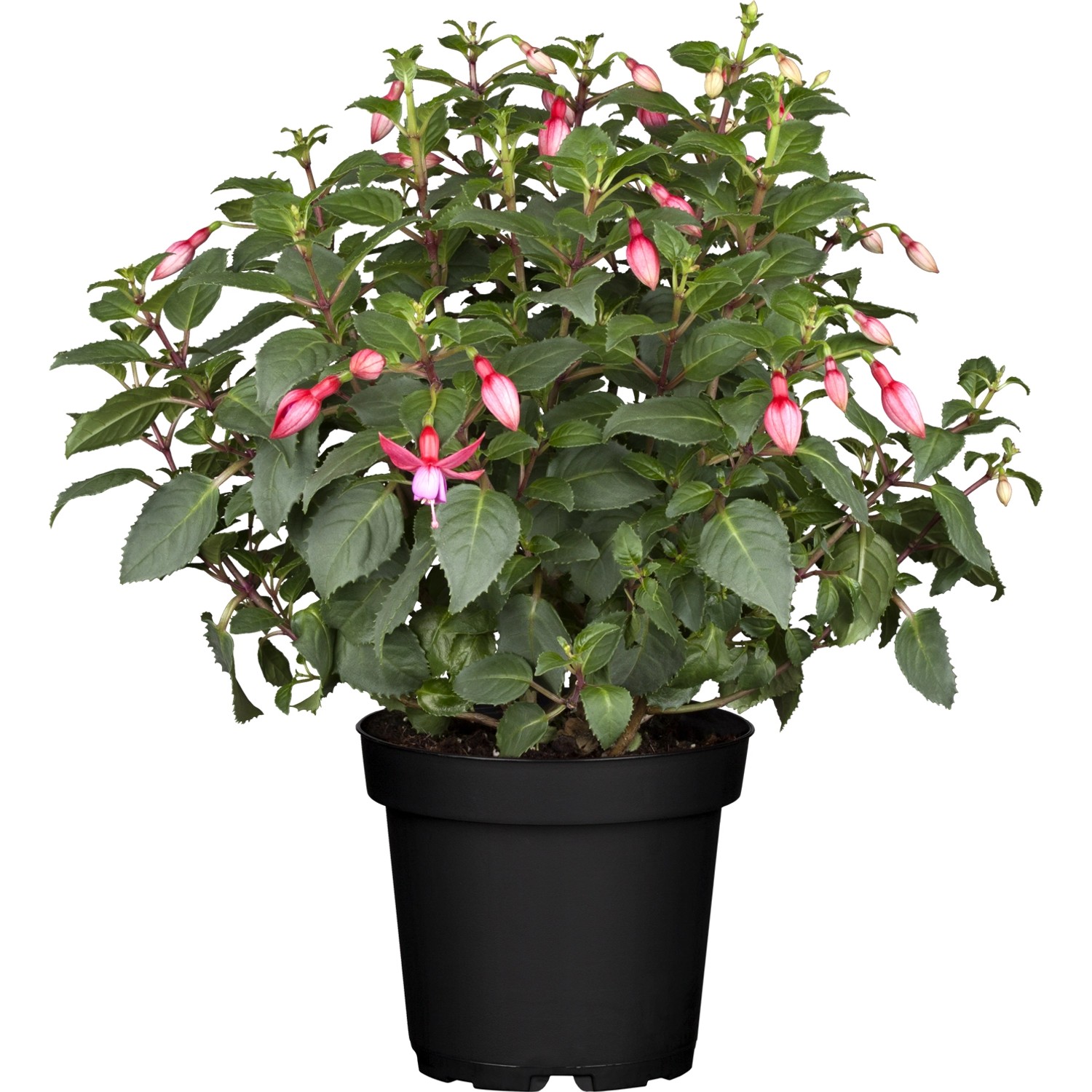 Fuchsie Busch Solitär TopfØ ca. 19 cm Fuchsia kaufen bei OBI