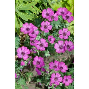 Nahaufnahme des rosa blühenden Geranium Cinereum 'Carol' Storchschnabels im 9x9 cm Topf.