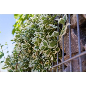 Immergrüner Euonymus Emerald Gaiety mit grün-weißen Blättern als Bodendecker.