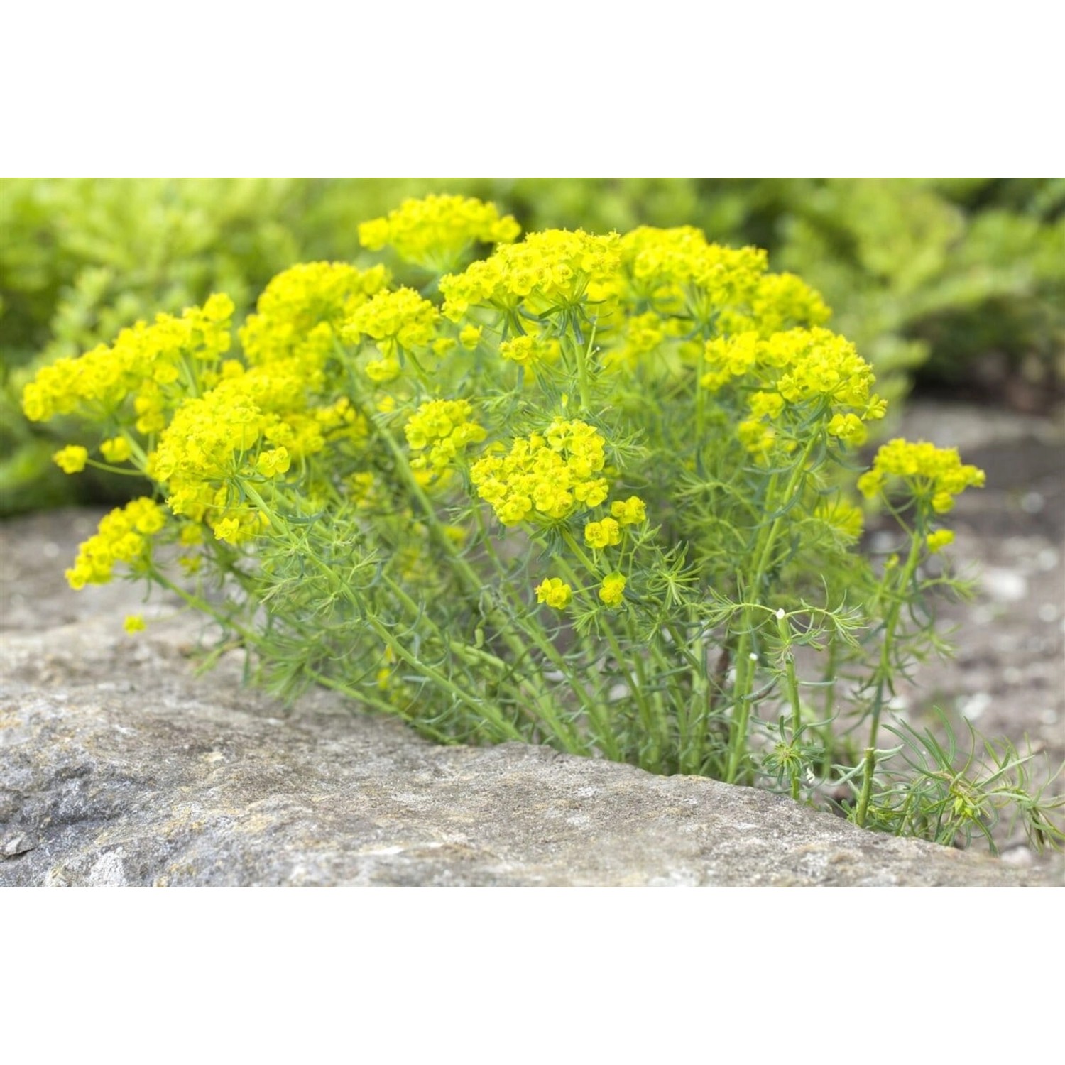 Euphorbia Cyparissias Zypressen Wolfsmilch Ca. 9x9 cm Topf günstig online kaufen