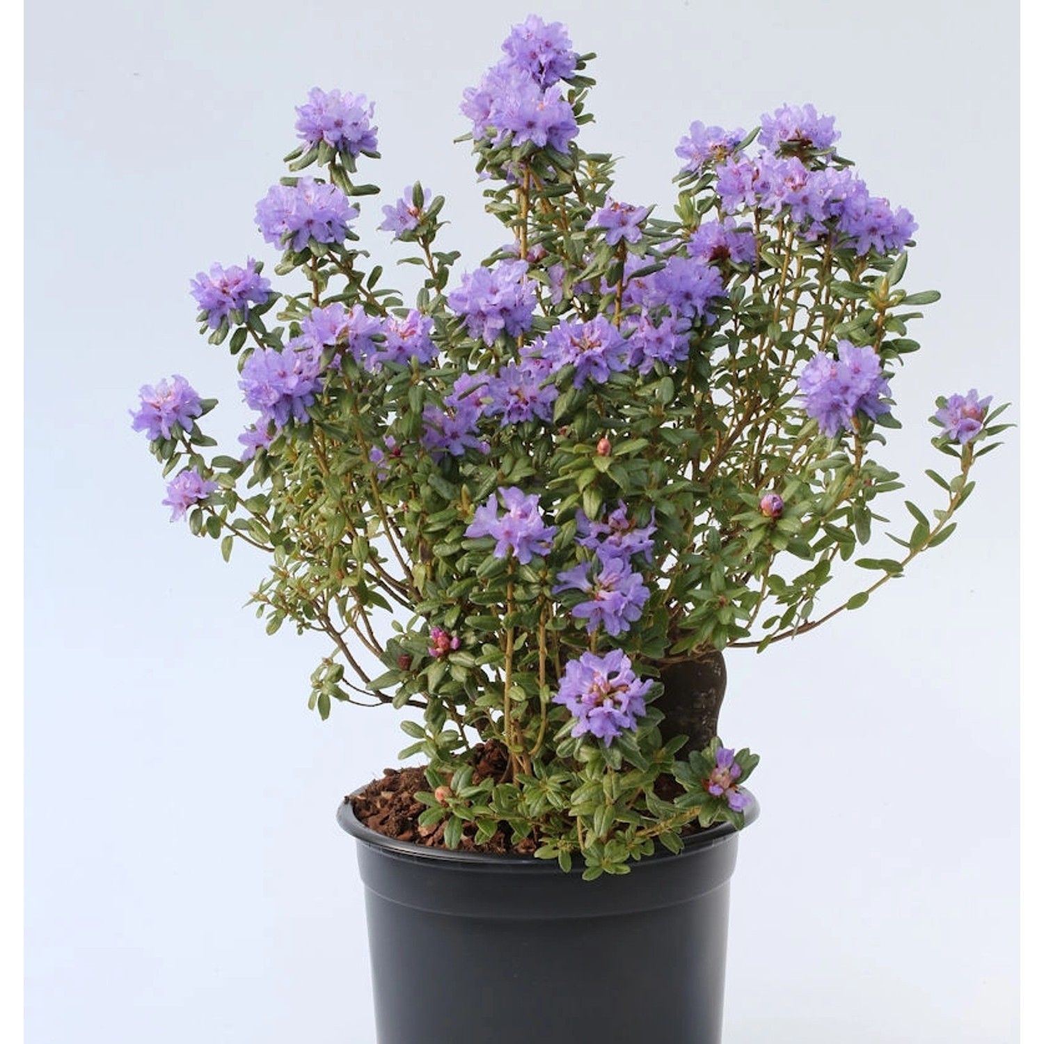 Rhododendron intricatum 30-40cm - Alpenrose günstig online kaufen